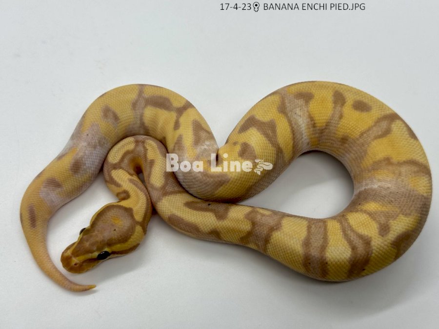 BANANA ENCHI PIED